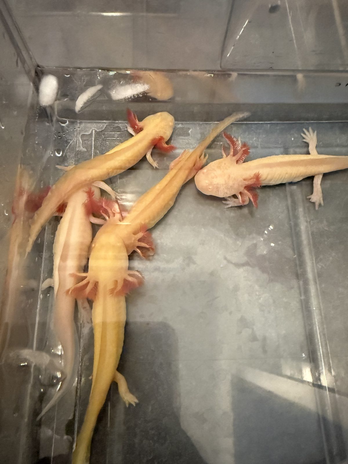 Axolotl-Alarm in Köpenick