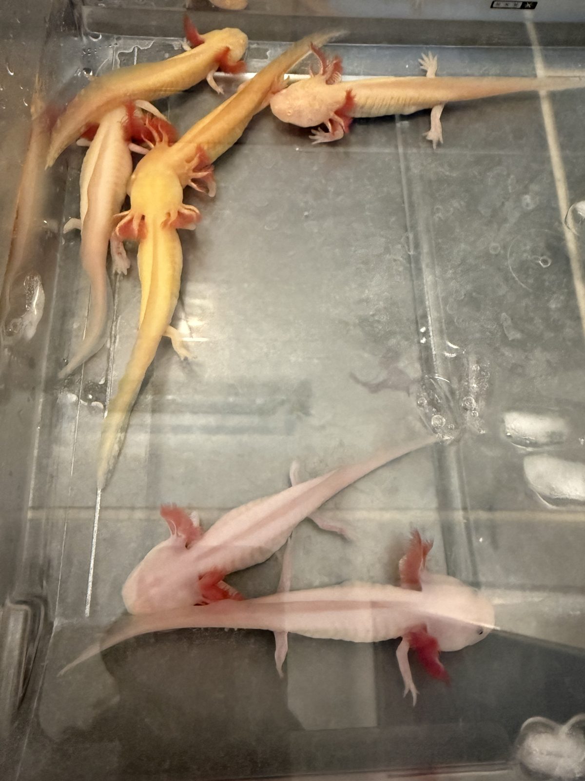 Axolotl-Alarm in Köpenick!