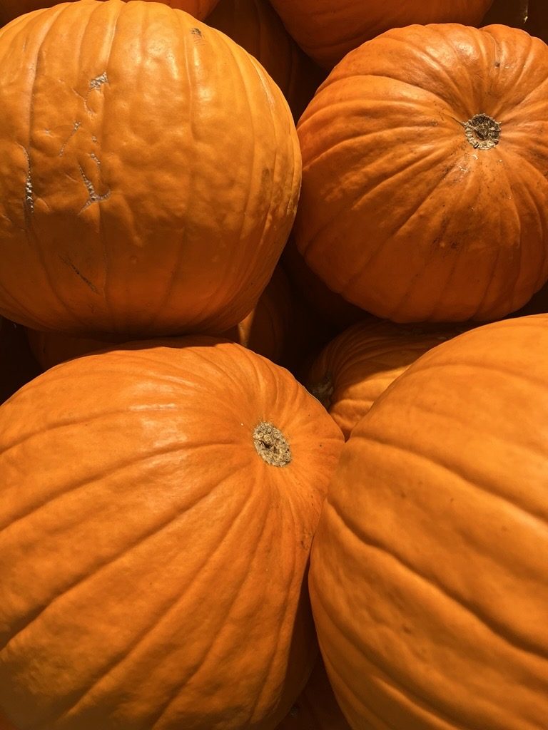 Garten-Kürbis: Bei diesem Geschmack sofort ausspucken!