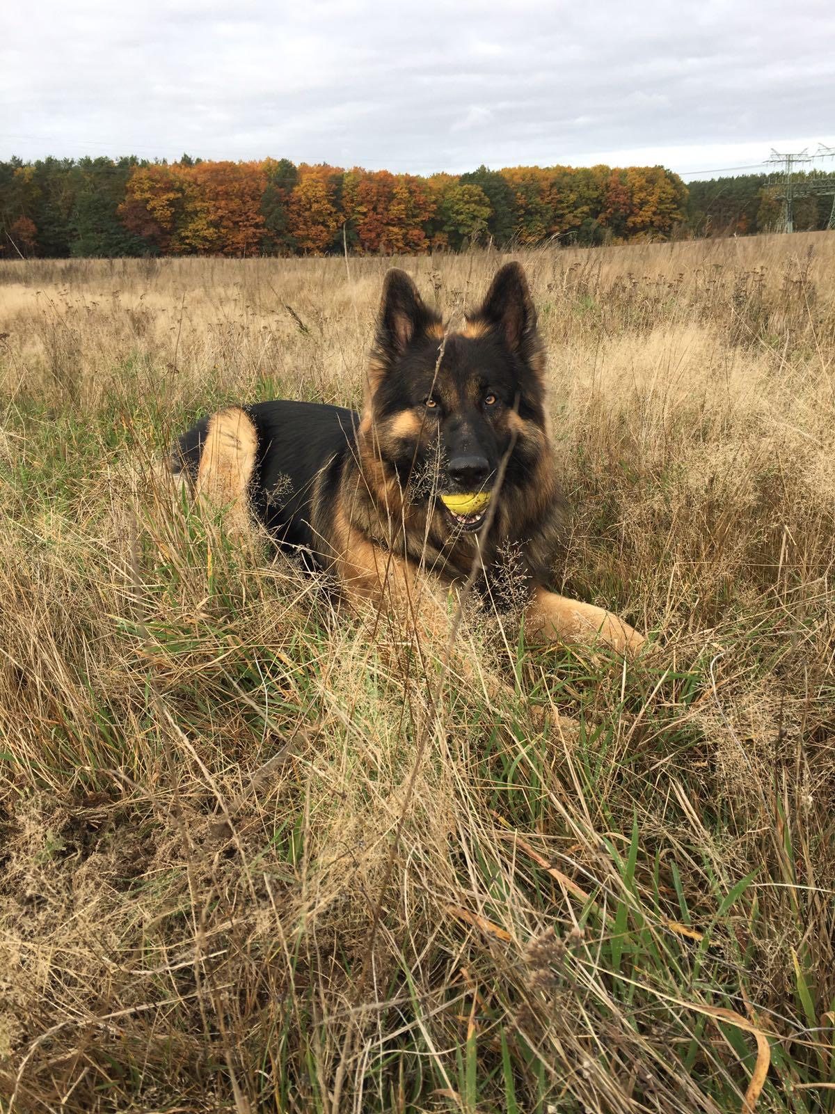 Hundebiss verletzt Hund und Halter an der Großen Krampe schwer